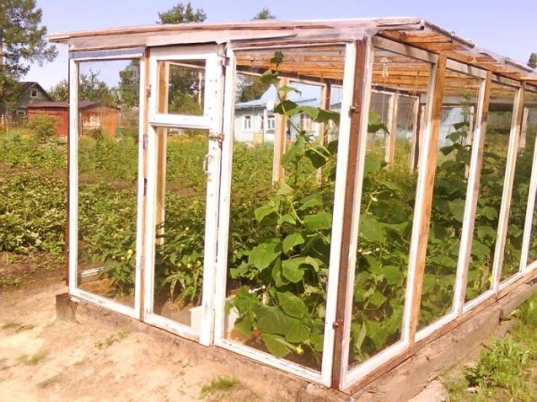 Теплица из старых оконных рам самостоятельно: пошаговая инструкция