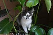 7 домашних растений, которые вызывают аллергию 7 домашних растений, которые вызывают аллергию