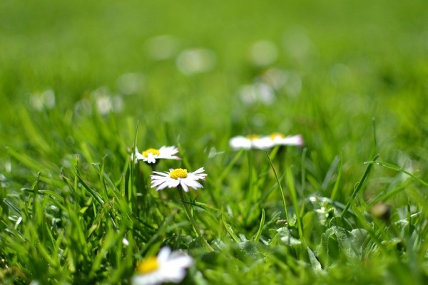 9 лучших почвопокровных растений для вашего сада