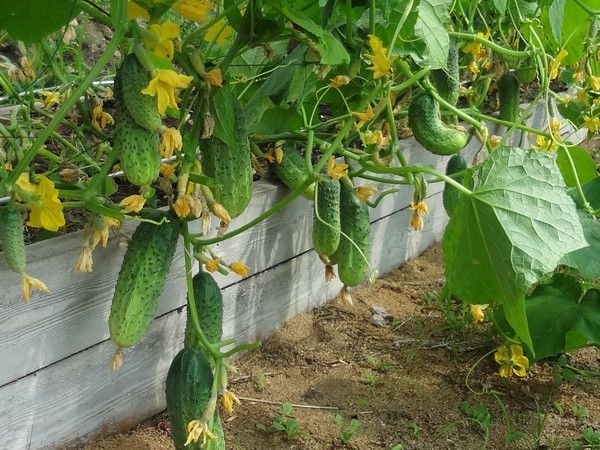 Высокие грядки своими руками: пошагово делаем из досок на даче