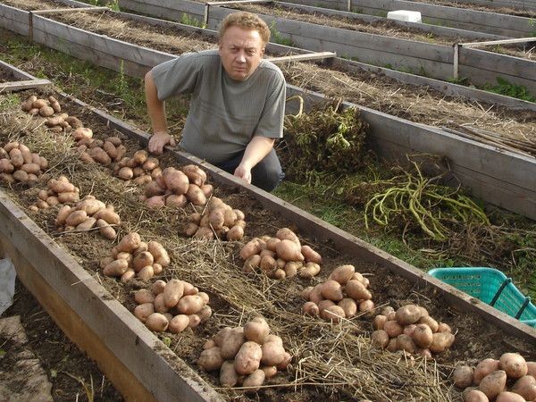 Высокие грядки своими руками: пошагово делаем из досок на даче