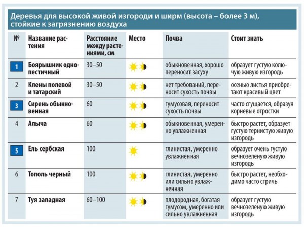 Живая изгородь на даче своими руками: какие растения лучше выбрать, пошаговый процесс монтажа