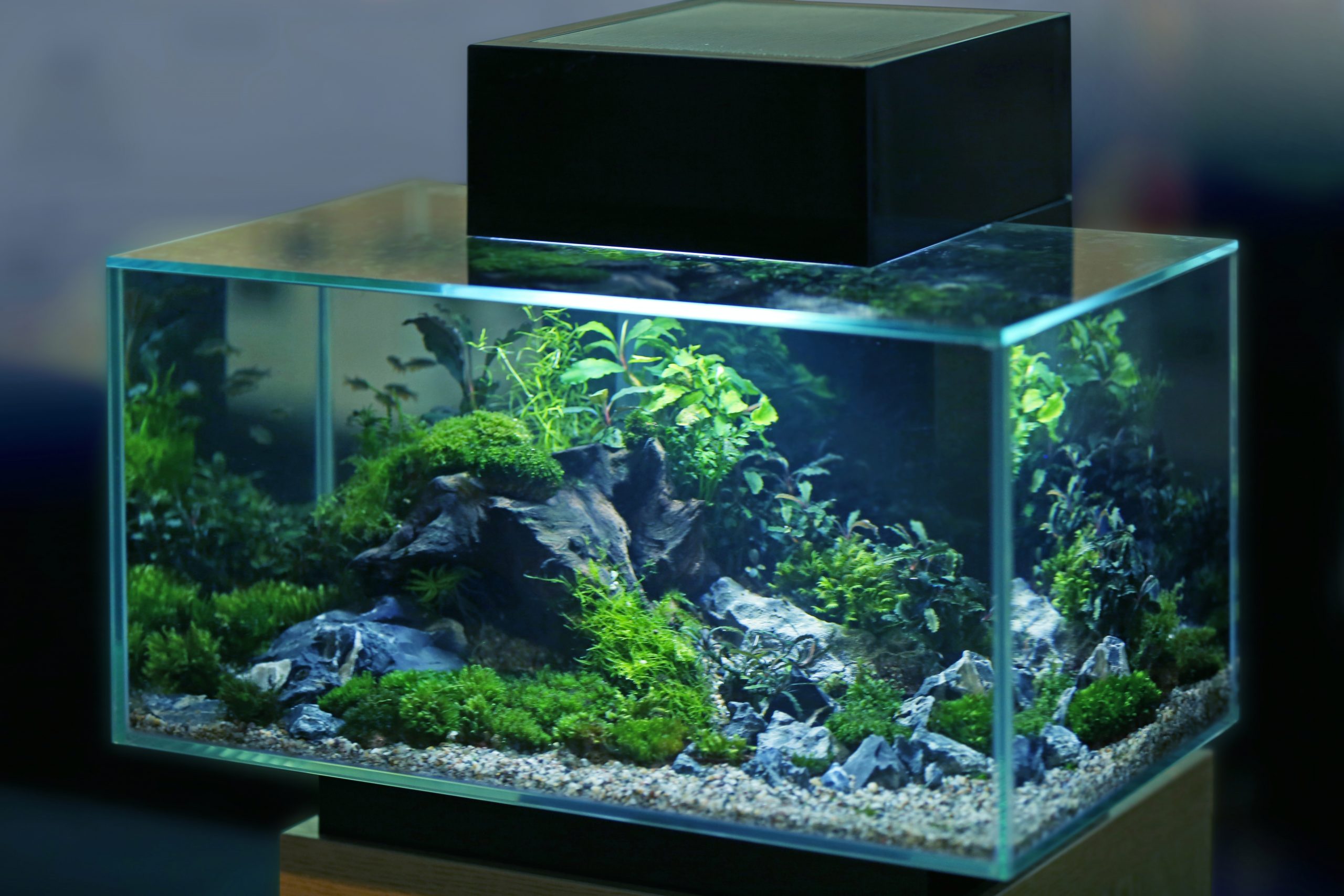 Акварум. Fluval Edge 23. Fluval Edge 11024. Аквариум (Aquarium) sqwore. Модульный аквариум.