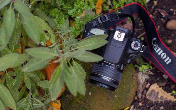Обзор Canon EOS 77D &mdash; Средний ребёнок, которого вы по-прежнему любите