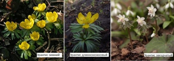 Какие цветы посадить на даче? Многолетние садовые цветы Какие цветы посадить на даче? Многолетние садовые цветы