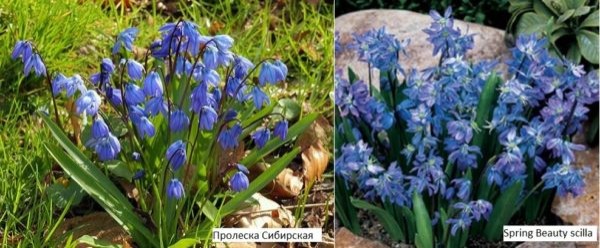 Какие цветы посадить на даче? Многолетние садовые цветы Какие цветы посадить на даче? Многолетние садовые цветы