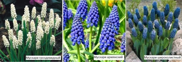 Какие цветы посадить на даче? Многолетние садовые цветы Какие цветы посадить на даче? Многолетние садовые цветы