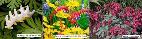 Какие цветы посадить на даче? Многолетние садовые цветы Какие цветы посадить на даче? Многолетние садовые цветы