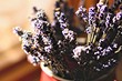 5 растений, которые создадут атмосферу тропиков в обычной квартире