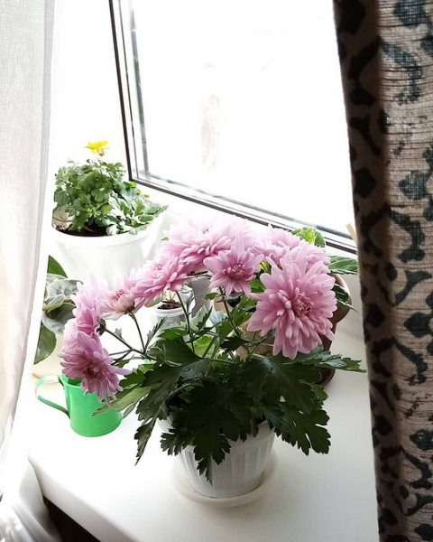 6 комнатных растений, которые улучшают ваш сон 6 комнатных растений, которые улучшают ваш сон
