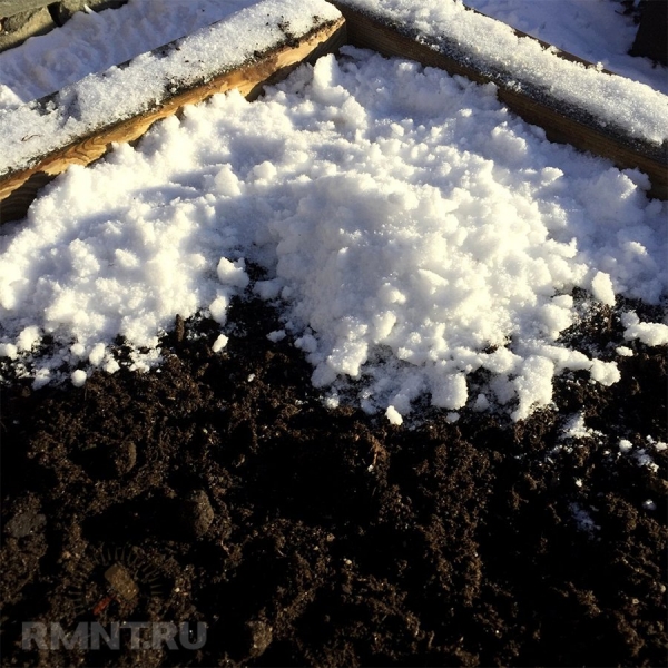 





Какие растения можно посадить зимой



