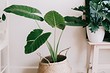 6 комнатных растений, которые улучшают ваш сон 6 комнатных растений, которые улучшают ваш сон