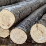 Как выбрать древесину для постройки дома: какую лучше выбрать породу