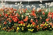 Как вырастить петунию: подробный гид для садоводов