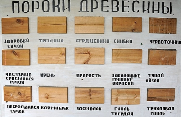Как выбрать древесину для постройки дома: какую лучше выбрать породу