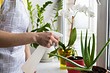 6 комнатных растений, которые улучшают ваш сон 6 комнатных растений, которые улучшают ваш сон