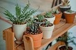 Как &laquo;заставить&raquo; цвести орхидею: 6 советов, которые помогут